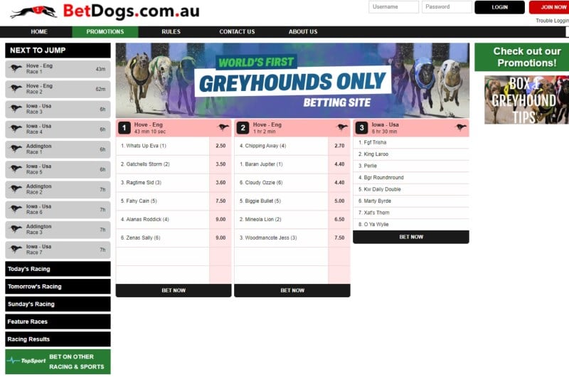 BetDogs Promo Code BETS Join the Greyhound Specialist Bookmaker